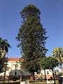 Click image for larger version

Name:	IMG_1577 2023 06 09 Itapuí.jpg
Views:	2
Size:	97,6 KB
ID:	695529