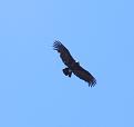 Click image for larger version

Name:	Imagem linda 18 - Condor.jpg
Views:	1
Size:	95,7 KB
ID:	380338