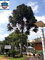 Click image for larger version

Name:	Telemaco_9.jpg
Views:	1
Size:	99,9 KB
ID:	530666