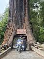 Click image for larger version

Name:	18- Sequoia Gigante.jpg
Views:	0
Size:	63,2 KB
ID:	800564